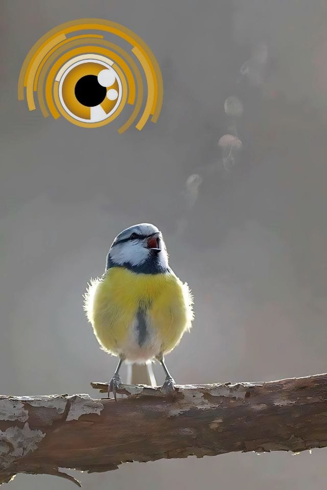 December's Finale: Future Forecasters Week In Review (11/24/2024)